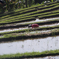 Photo de Bali - Jatiluwih